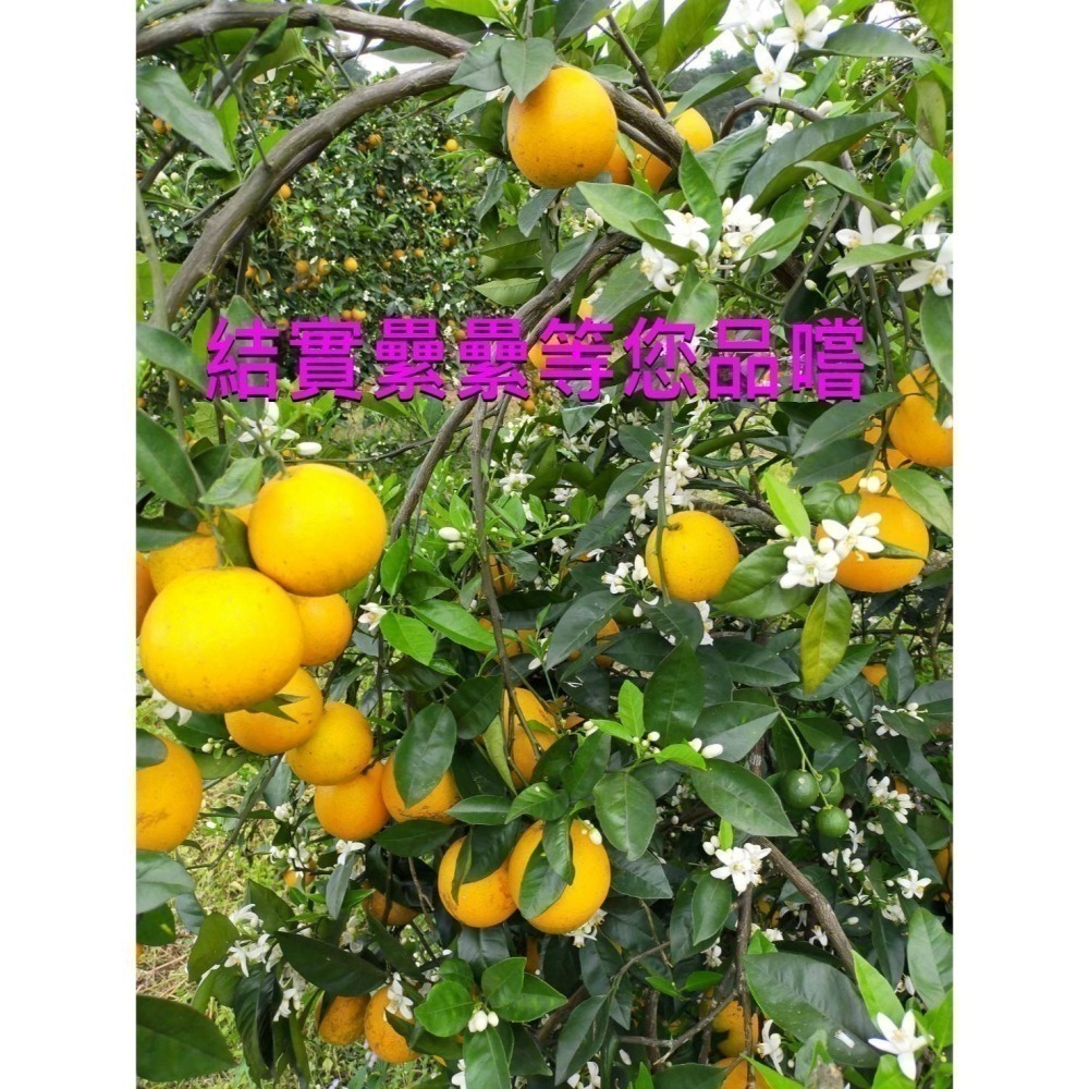 ✨2026全數售完-勿下單🍊 香丁 🍊晚崙西亞橙 Valencia 台灣香吉士 現採出貨 在欉紅 檢驗合格 自產自銷-細節圖7