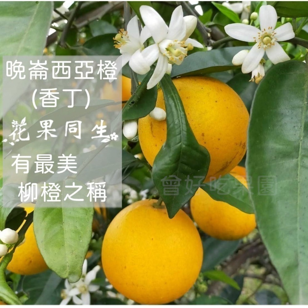 ✨2026全數售完-勿下單🍊 香丁 🍊晚崙西亞橙 Valencia 台灣香吉士 現採出貨 在欉紅 檢驗合格 自產自銷-細節圖8