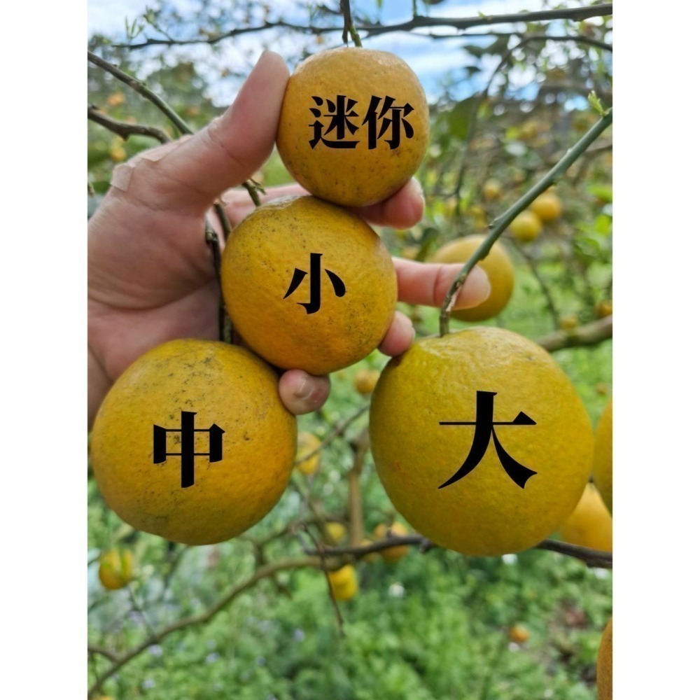 ✨2026全數售完-勿下單🍊 香丁 🍊晚崙西亞橙 Valencia 台灣香吉士 現採出貨 在欉紅 檢驗合格 自產自銷-細節圖11