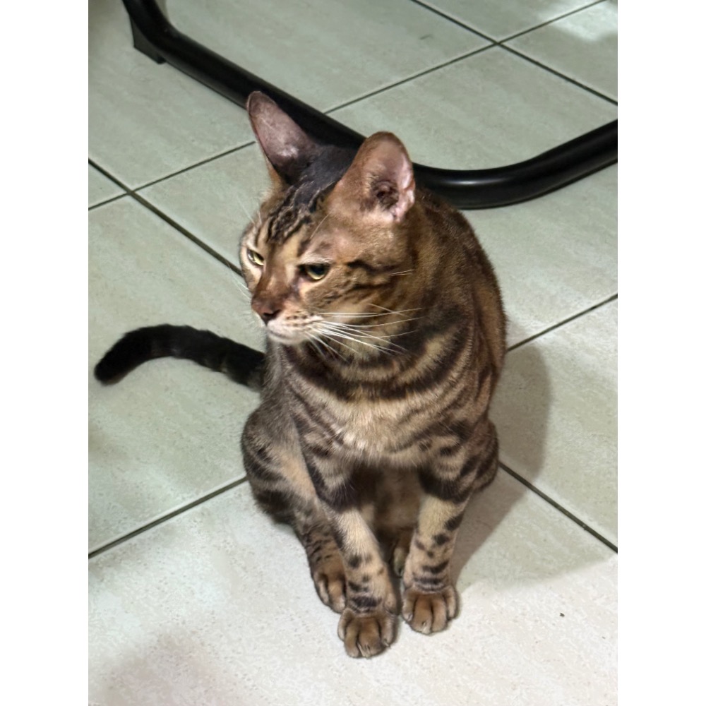 換換物-細節圖2