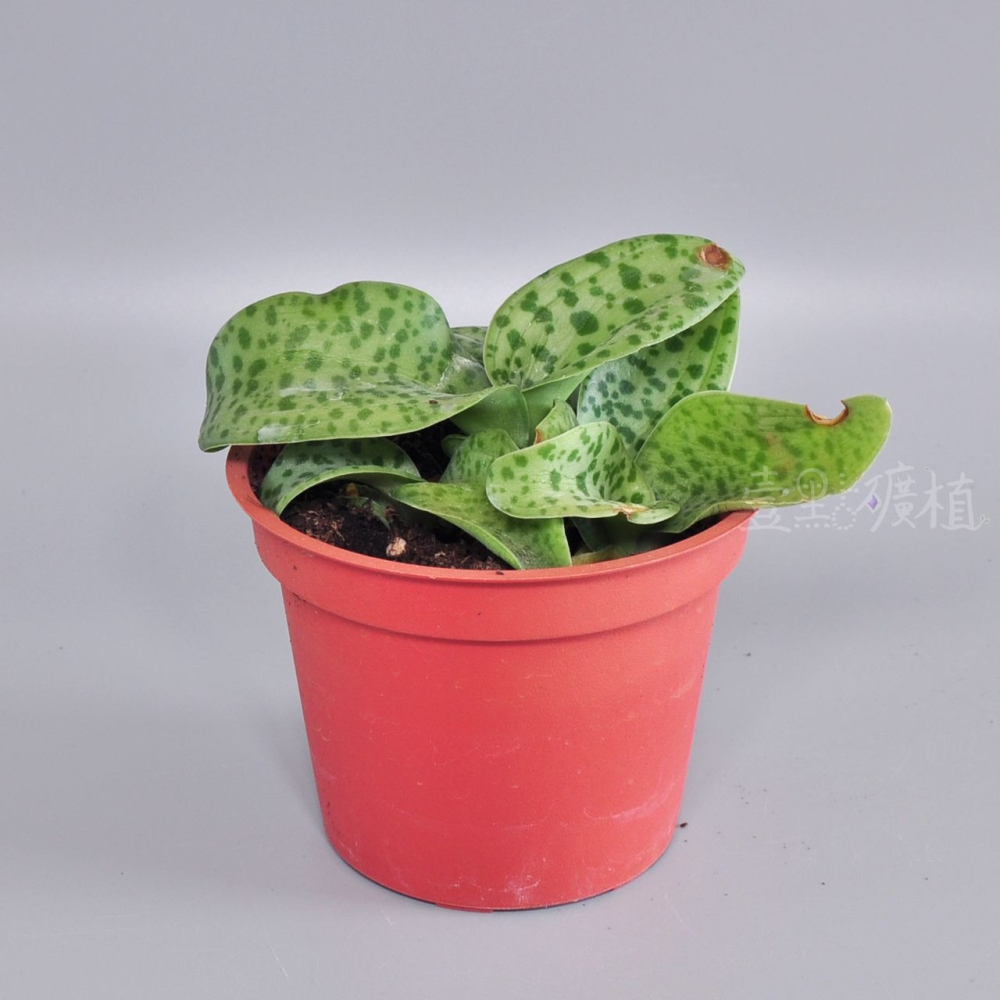 ❖植物❖ 厚葉油點百合 豹紋紅寶 3吋盆 多肉植物 壹點礦植 療癒植物 適合新手-細節圖2