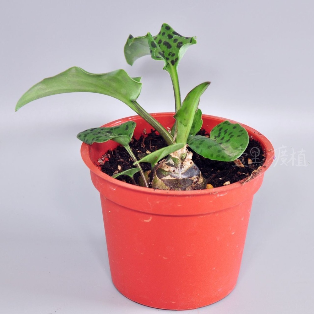 ❖植物❖ 寬葉油點百合 3吋盆 多肉植物 壹點礦植 療癒植物 適合新手 球根 球莖-細節圖2