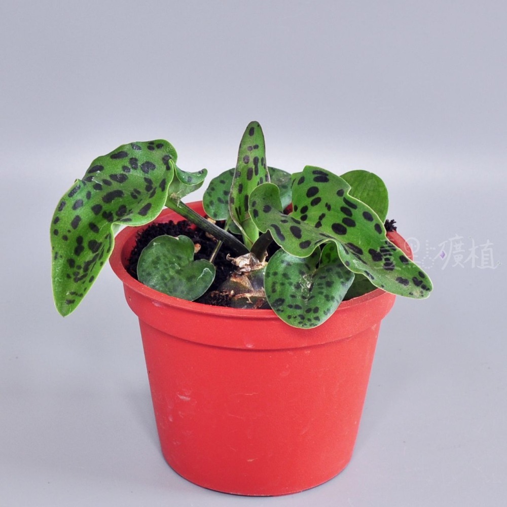 ❖植物❖ 寬葉油點百合 3吋盆 多肉植物 壹點礦植 療癒植物 適合新手 球根 球莖-細節圖3