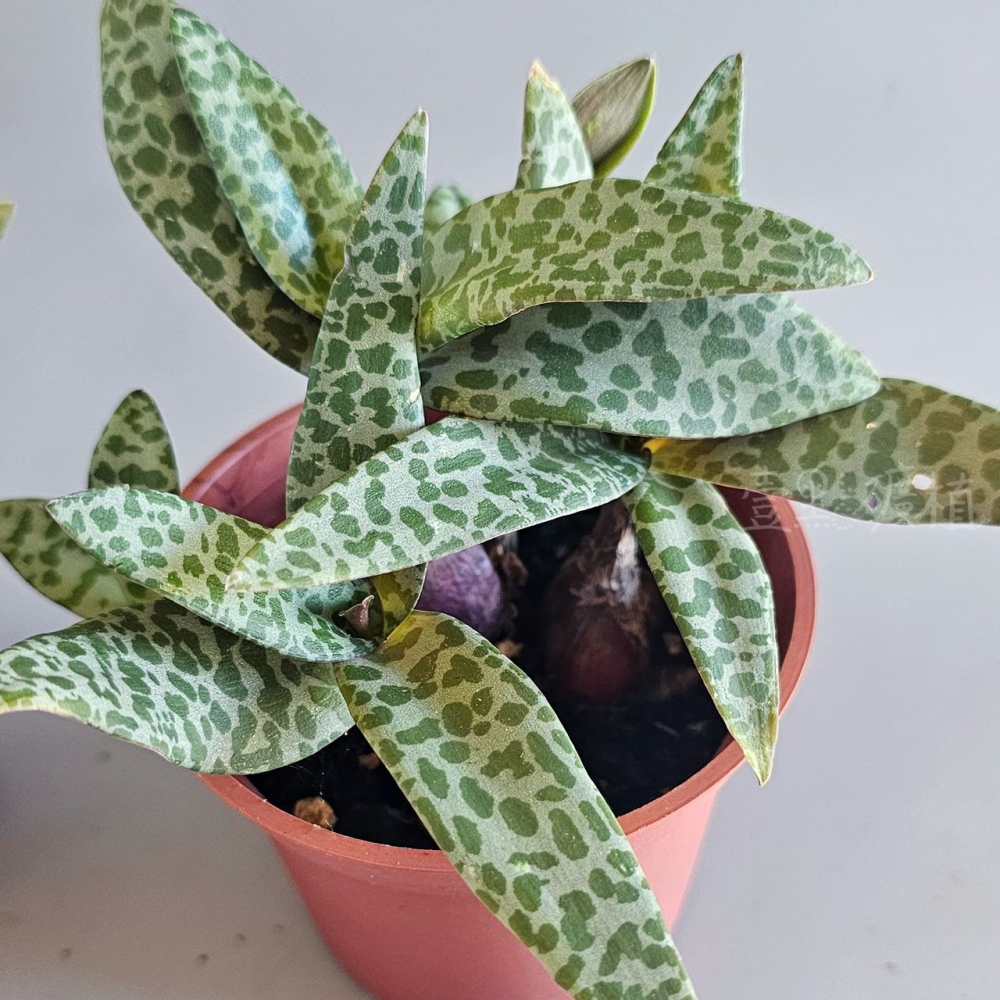 ❖植物❖ 油點百合 豹紋紅寶 3吋盆 多肉植物 壹點礦植 療癒植物 適合新手-細節圖2