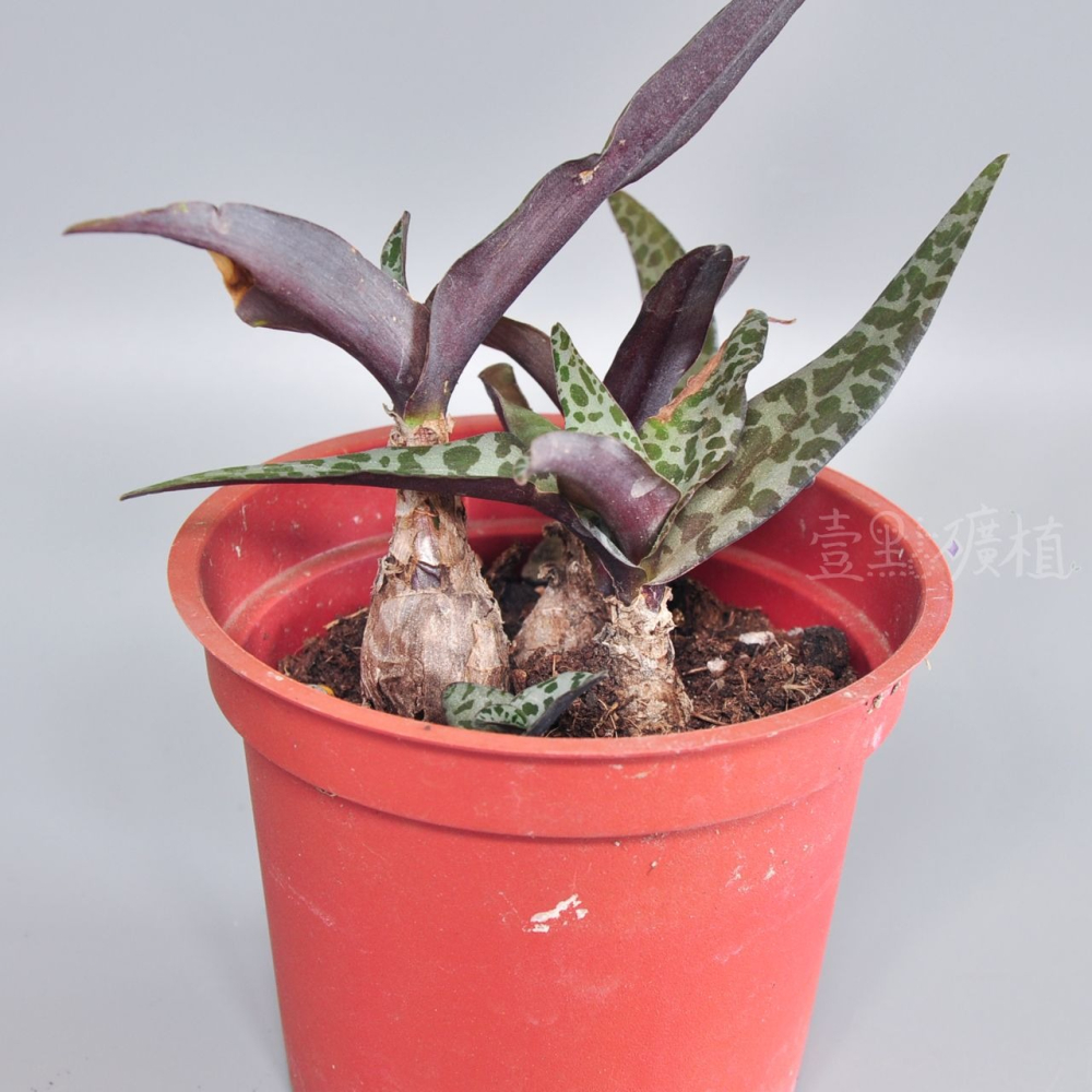 ❖植物❖ 油點百合 豹紋紅寶 3吋盆 多肉植物 壹點礦植 療癒植物 適合新手-細節圖3