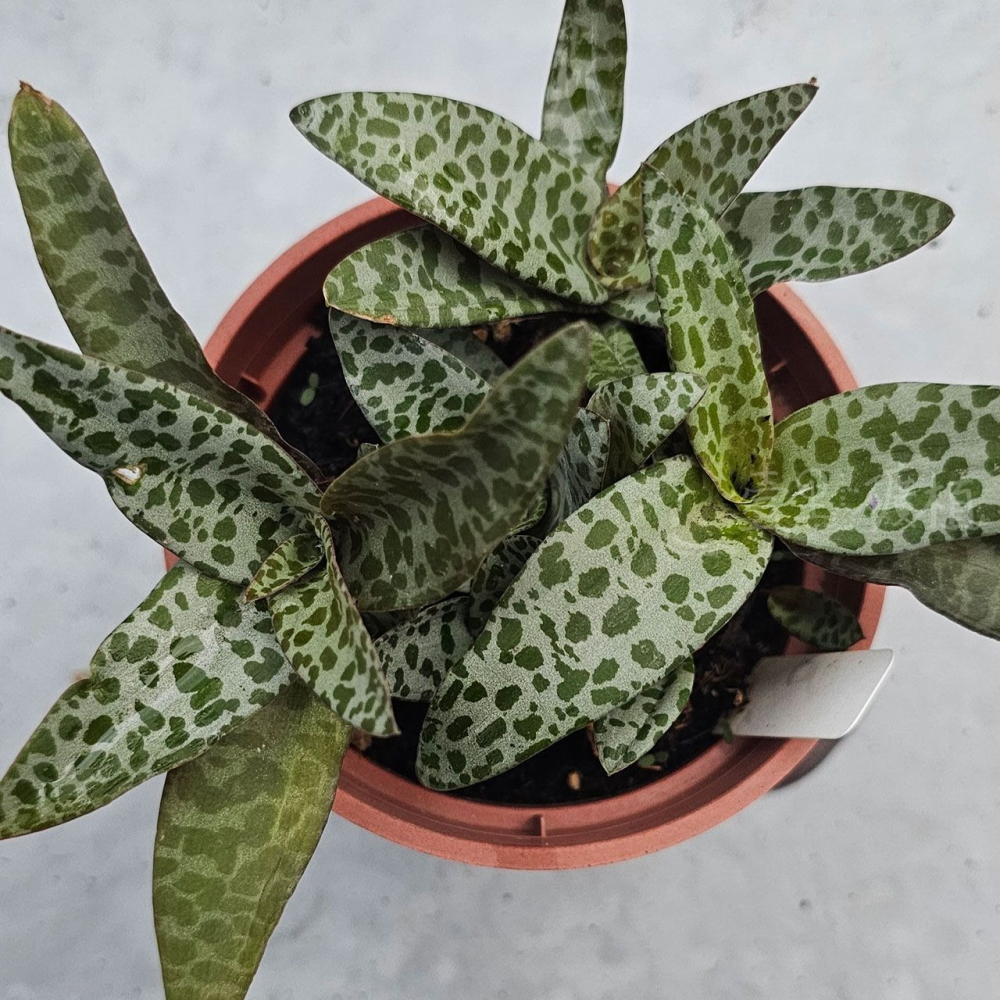 ❖植物❖ 油點百合 豹紋紅寶 3吋盆 多肉植物 壹點礦植 療癒植物 適合新手-細節圖4