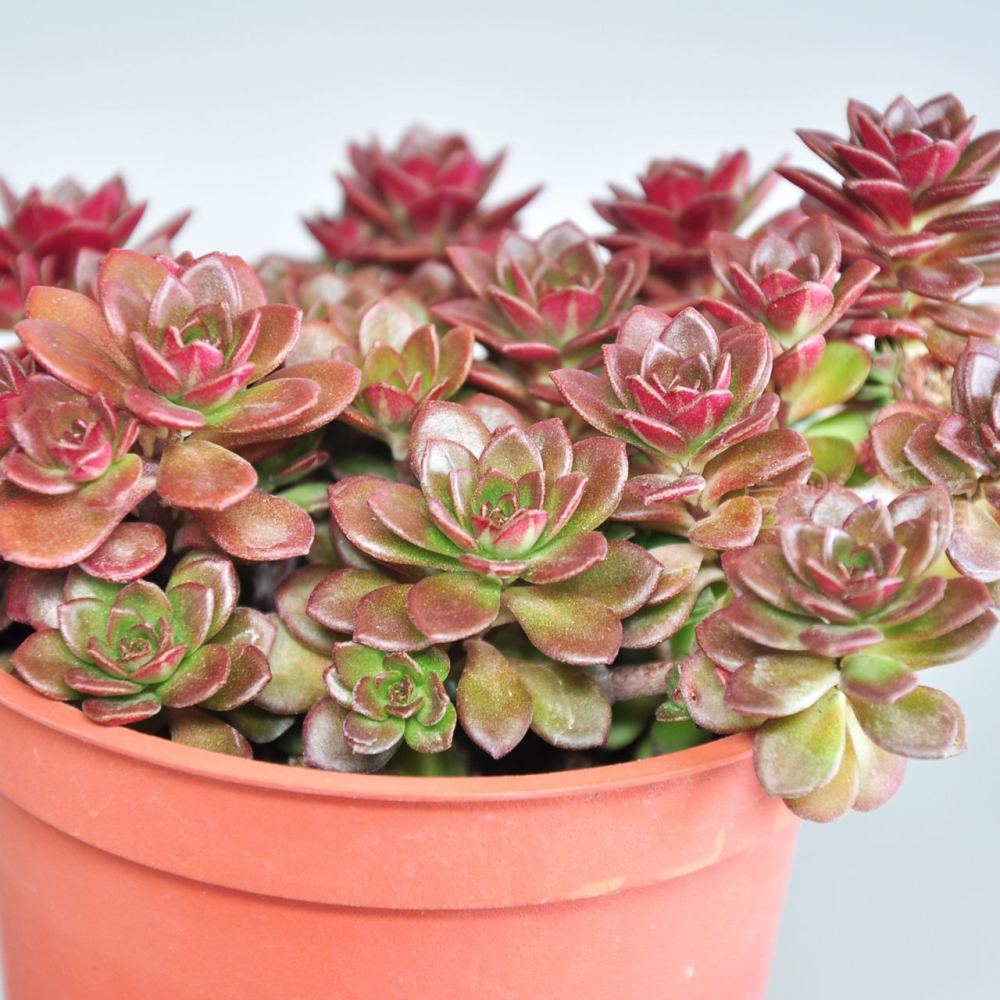 ❖植物❖ 火焰景天 3吋盆 多肉植物 壹點礦植 療癒植物 爆盆 景天 新手-細節圖2