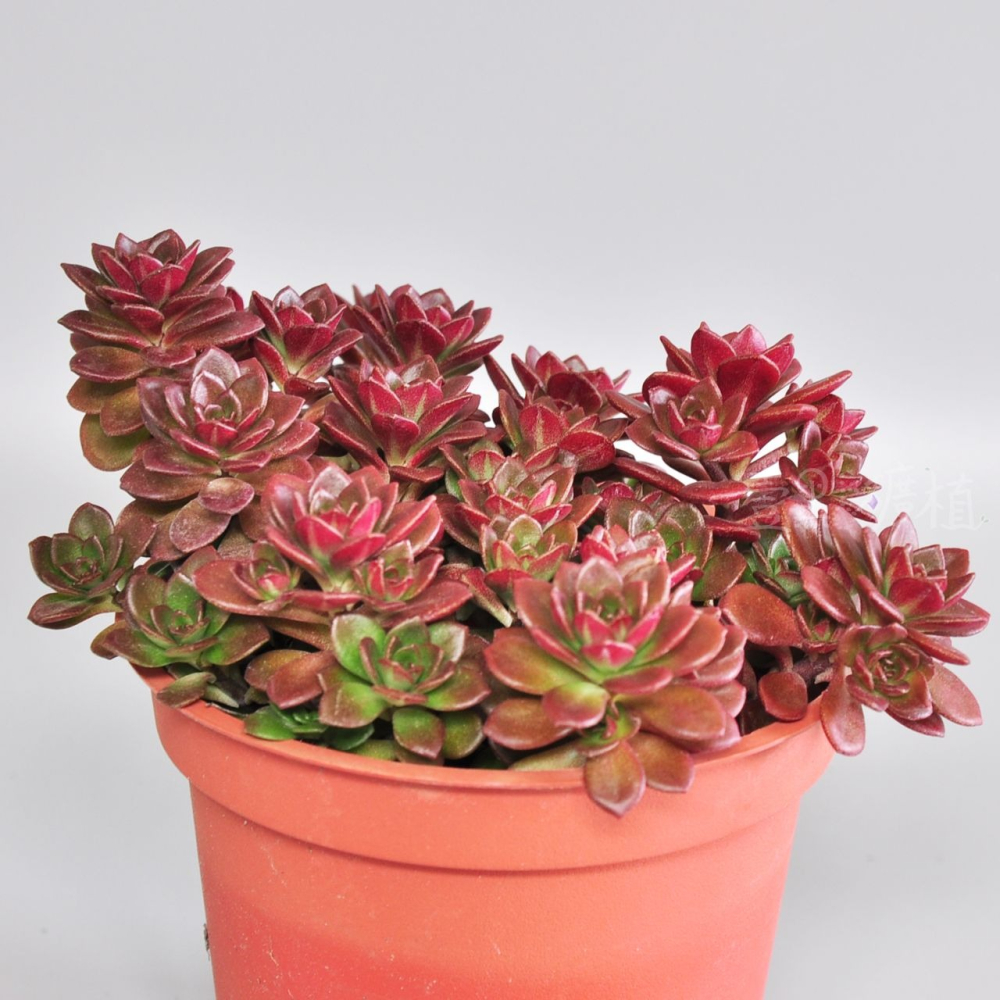 ❖植物❖ 火焰景天 3吋盆 多肉植物 壹點礦植 療癒植物 爆盆 景天 新手-細節圖3