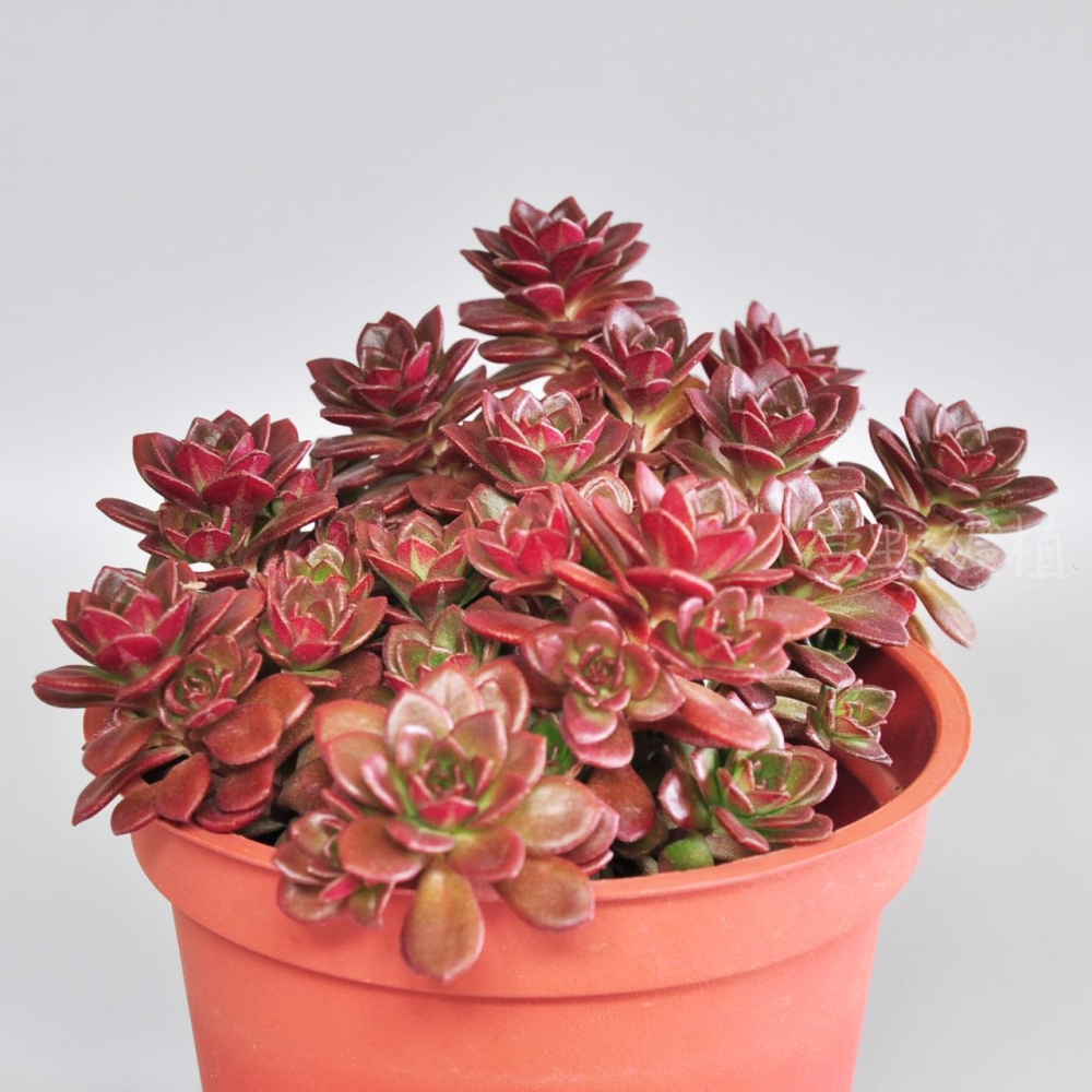 ❖植物❖ 火焰景天 3吋盆 多肉植物 壹點礦植 療癒植物 爆盆 景天 新手-細節圖4