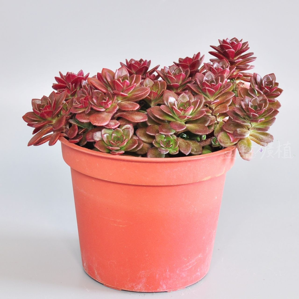 ❖植物❖ 火焰景天 3吋盆 多肉植物 壹點礦植 療癒植物 爆盆 景天 新手-細節圖5