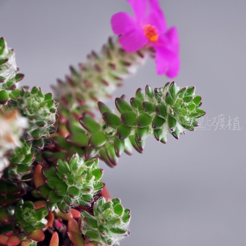 ❖植物❖ 毛馬齒莧 3吋盆 多肉植物 壹點礦植 療癒植物 適合新手-細節圖2