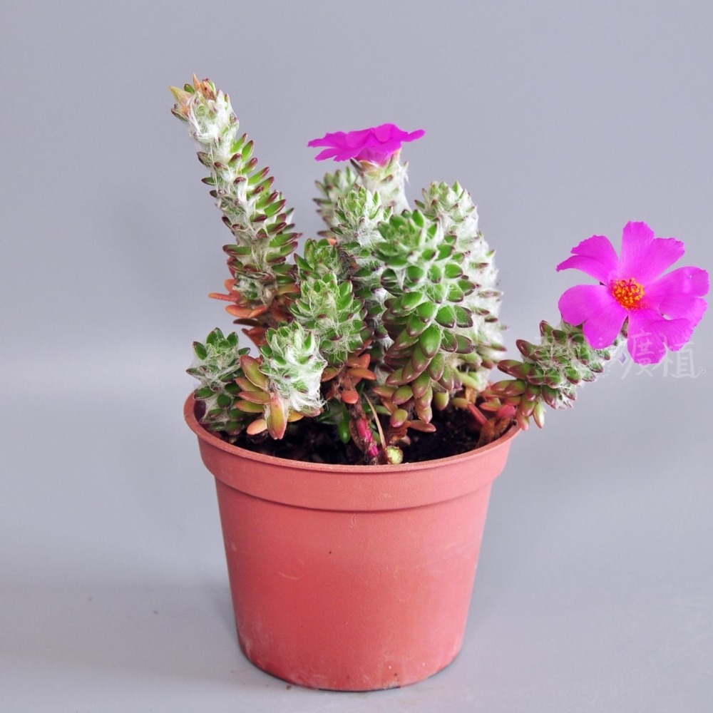 ❖植物❖ 毛馬齒莧 3吋盆 多肉植物 壹點礦植 療癒植物 適合新手-細節圖3