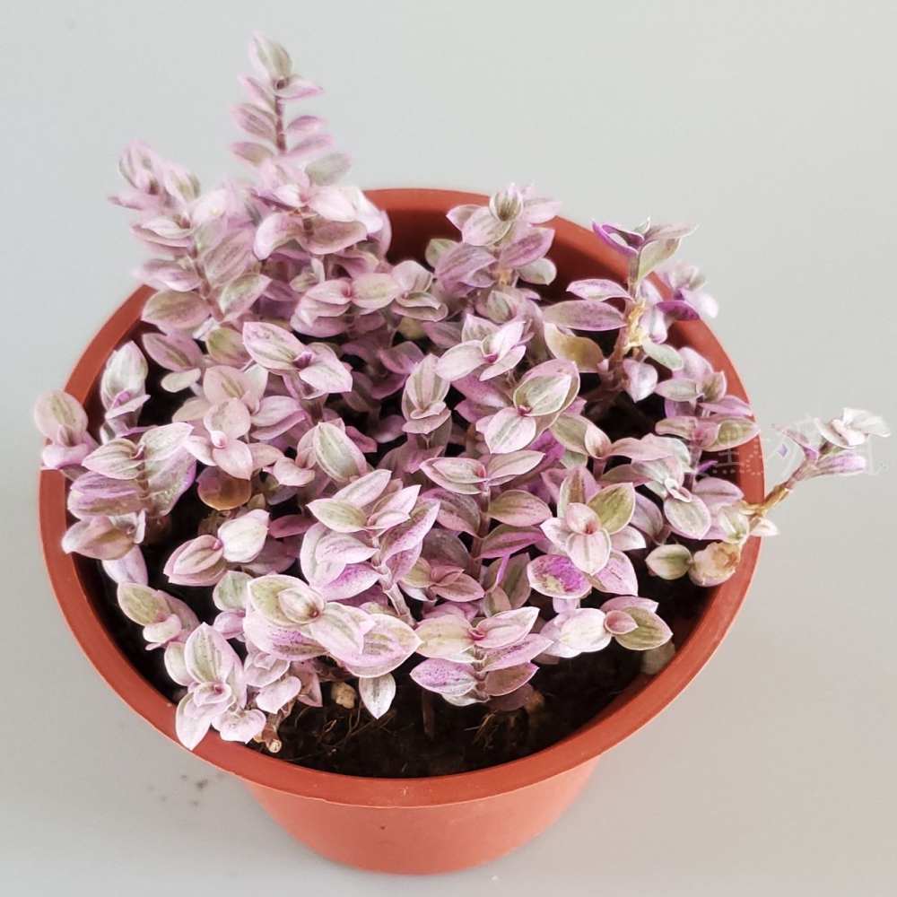 ❖植物❖胭脂雲 3吋盆 多肉植物 壹點礦植 療癒植物 組盆必備-細節圖2