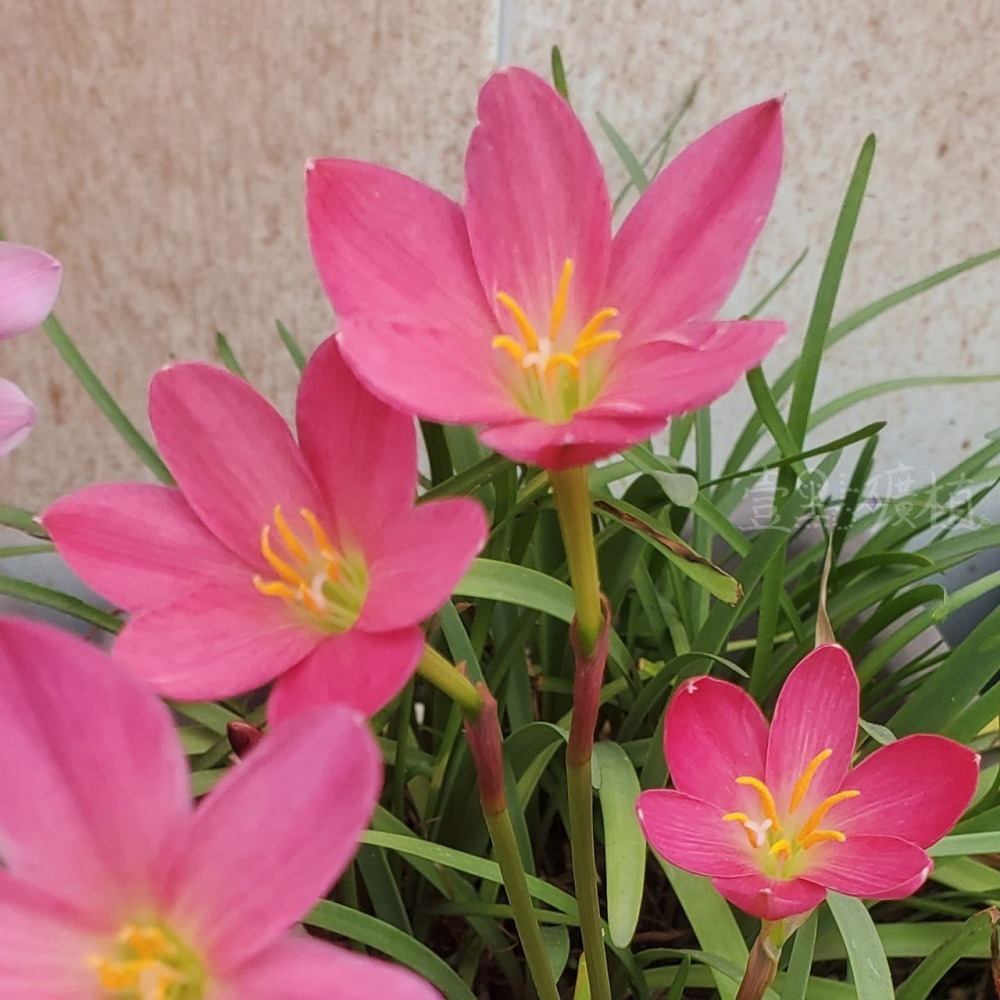 ❖植物❖風雨蘭 開花球 蔥蘭 韭蘭 雨百合 石蒜科 壹點礦植-細節圖2