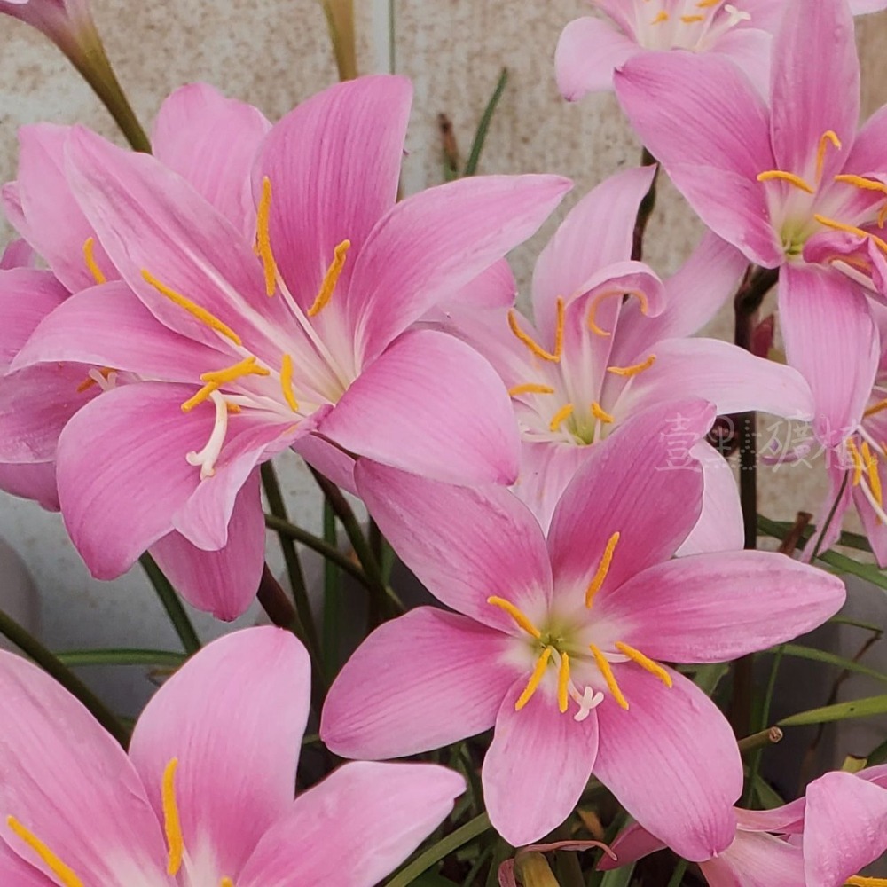 ❖植物❖風雨蘭 開花球 蔥蘭 韭蘭 雨百合 石蒜科 壹點礦植-細節圖3