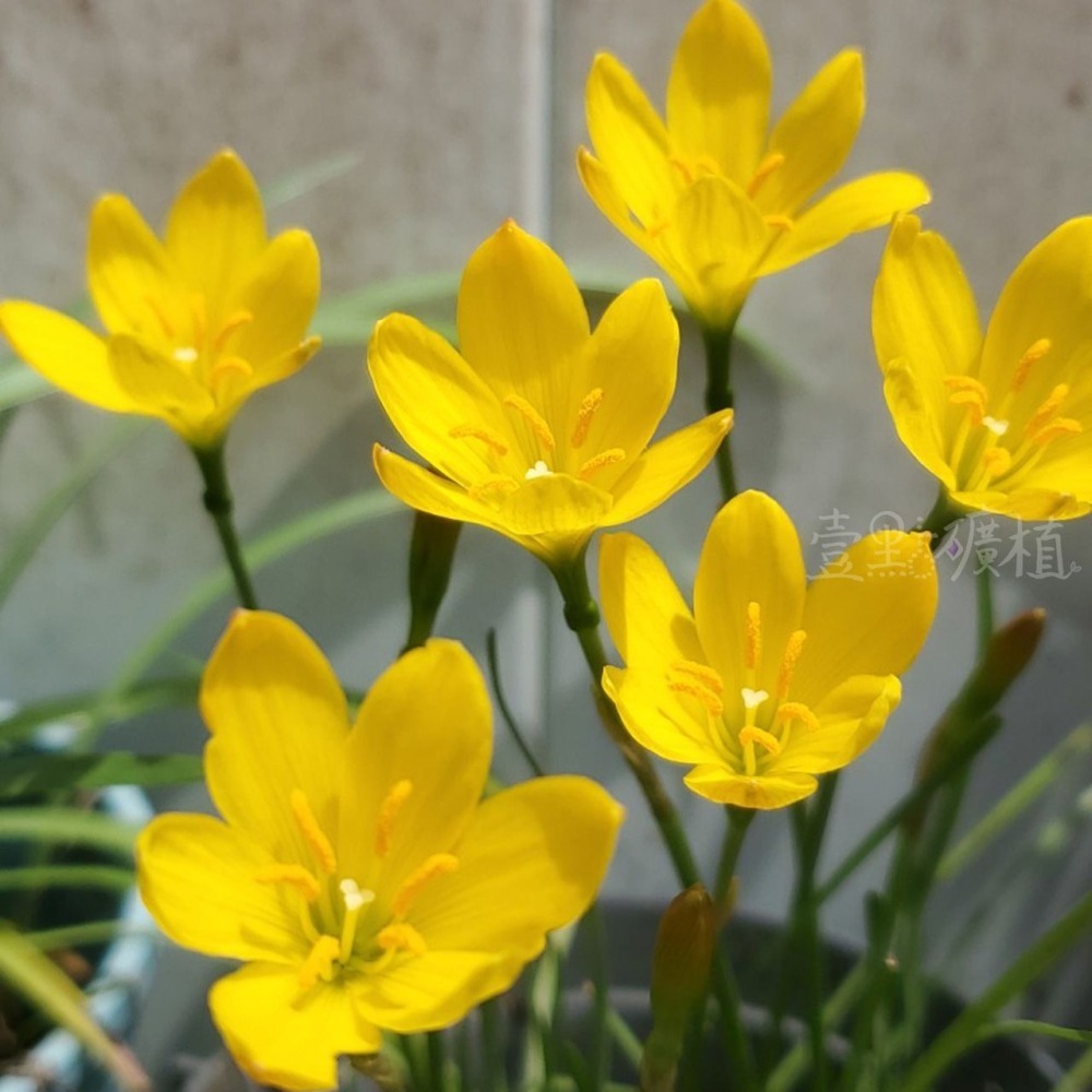 ❖植物❖風雨蘭 開花球 蔥蘭 韭蘭 雨百合 石蒜科 壹點礦植-細節圖4