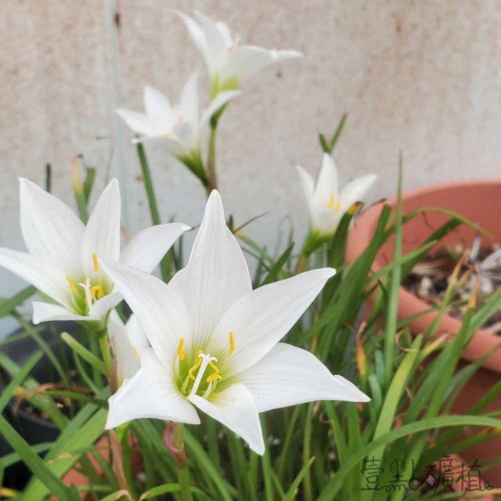 ❖植物❖風雨蘭 開花球 蔥蘭 韭蘭 雨百合 石蒜科 壹點礦植-細節圖4