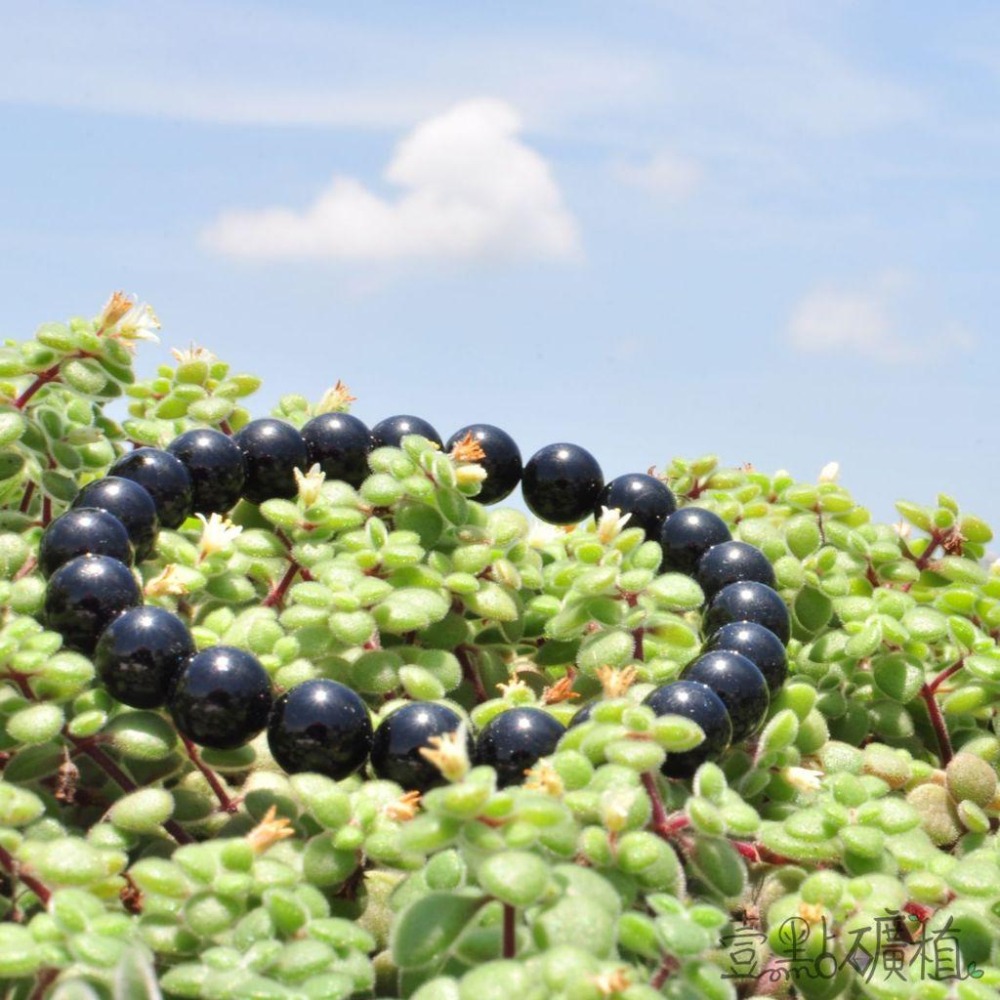 ❖晶礦❖黑曜石手珠 手鍊 黑曜石 天然礦石 水晶 黑耀石 珠子 手串 招財 避邪-細節圖4