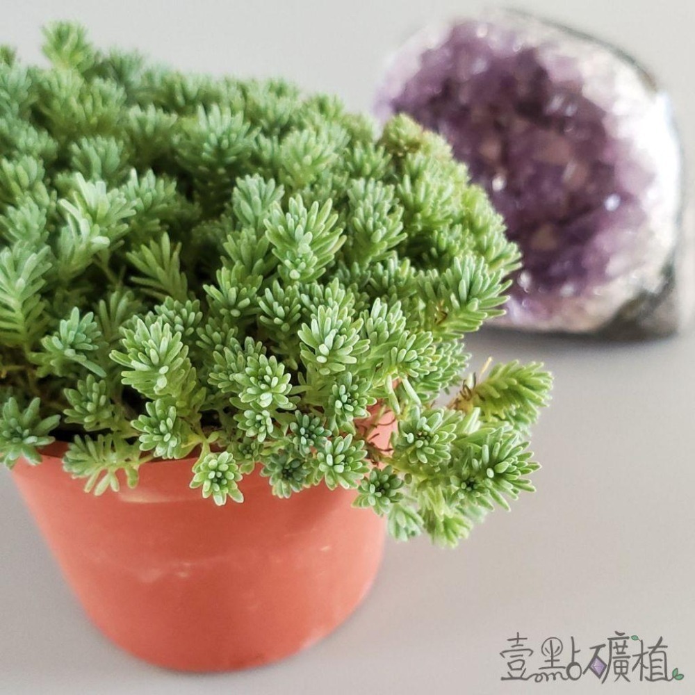 ❖植物❖ 薄雪萬年草 3吋盆 多肉植物 壹點礦植 療癒植物 組盆必備 爆盆-細節圖2