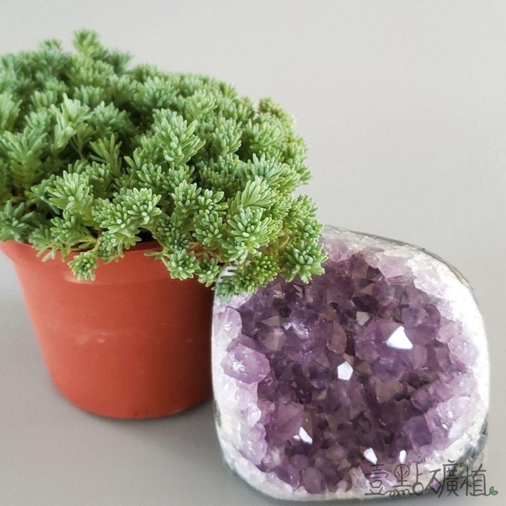 ❖植物❖ 薄雪萬年草 3吋盆 多肉植物 壹點礦植 療癒植物 組盆必備 爆盆-細節圖3
