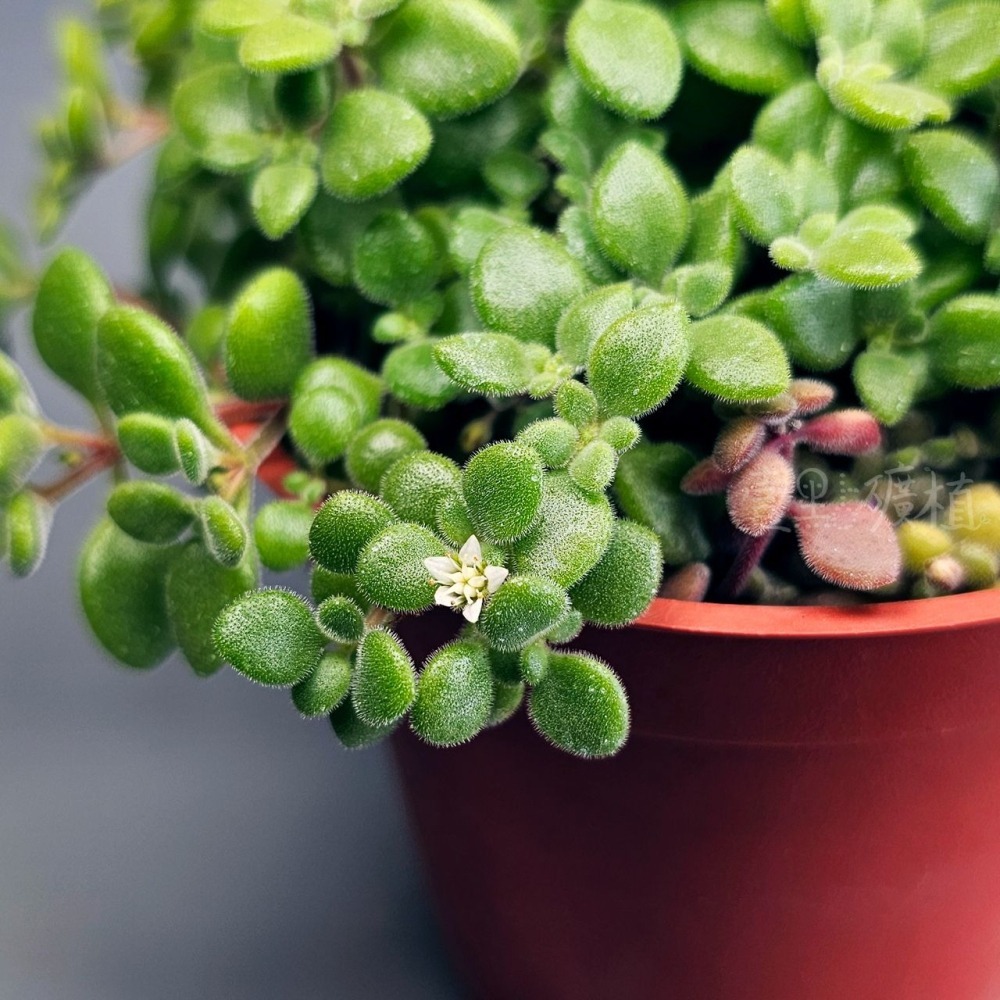 ❖植物❖ 波尼亞 多肉植物 組盆 綠葉 三吋盆 壹點礦植 3吋盆-細節圖2