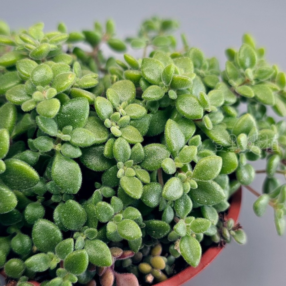 ❖植物❖ 波尼亞 多肉植物 組盆 綠葉 三吋盆 壹點礦植 3吋盆-細節圖3