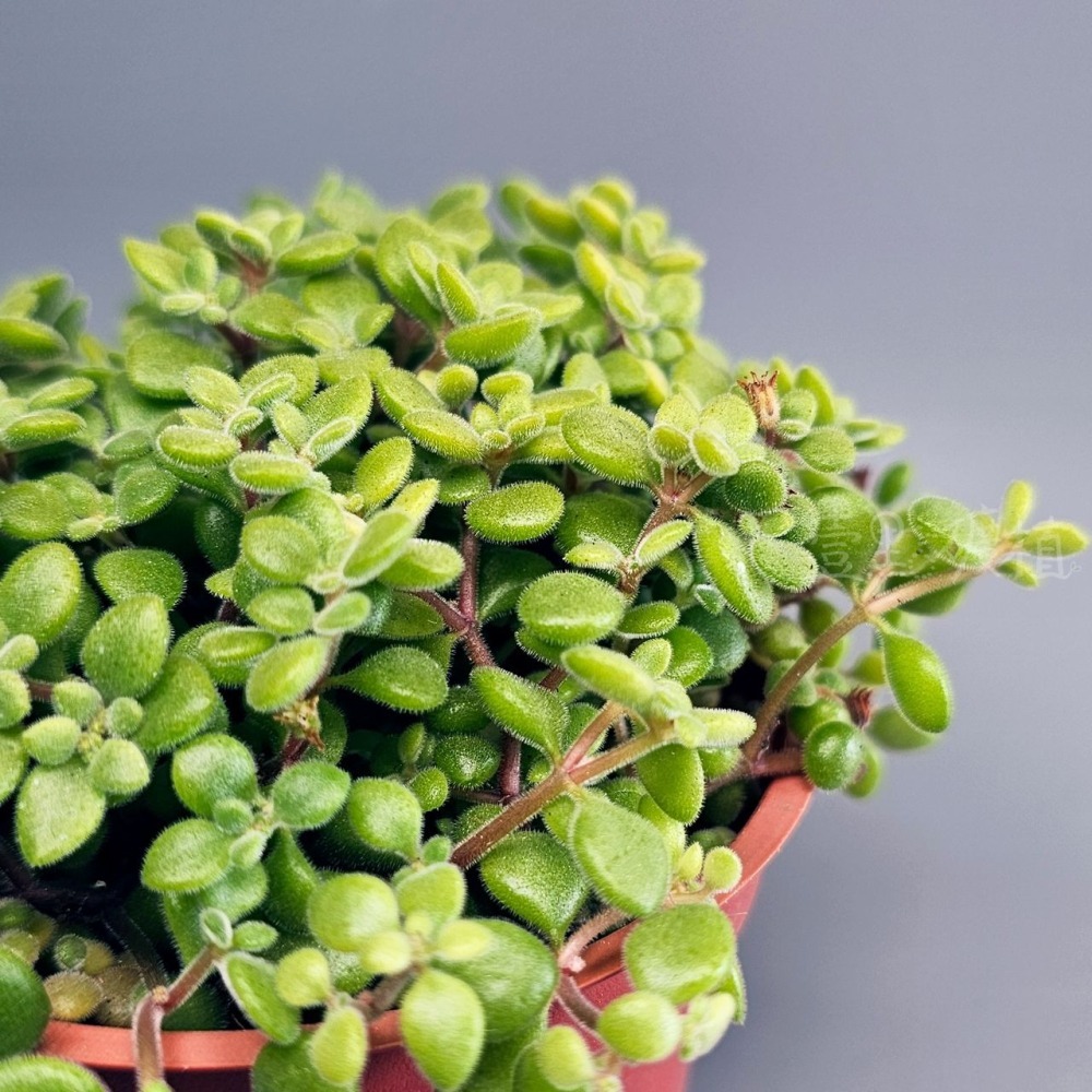 ❖植物❖ 波尼亞 多肉植物 組盆 綠葉 三吋盆 壹點礦植 3吋盆-細節圖4