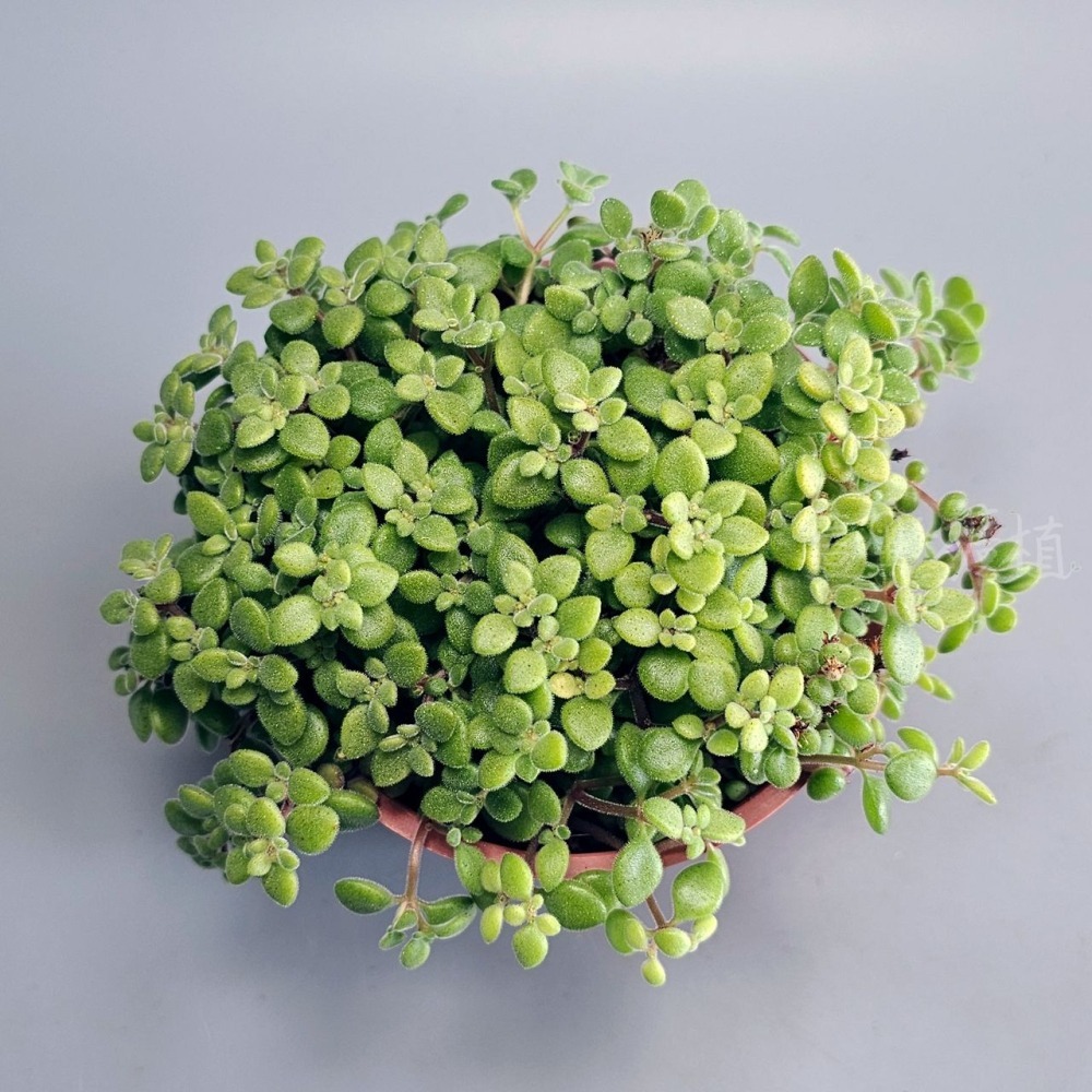 ❖植物❖ 波尼亞 多肉植物 組盆 綠葉 三吋盆 壹點礦植 3吋盆-細節圖5