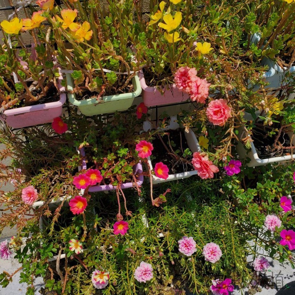 ❖植物❖ 馬齒牡丹 松葉牡丹 馬齒莧 枝條 不挑色 壹點礦植-細節圖2