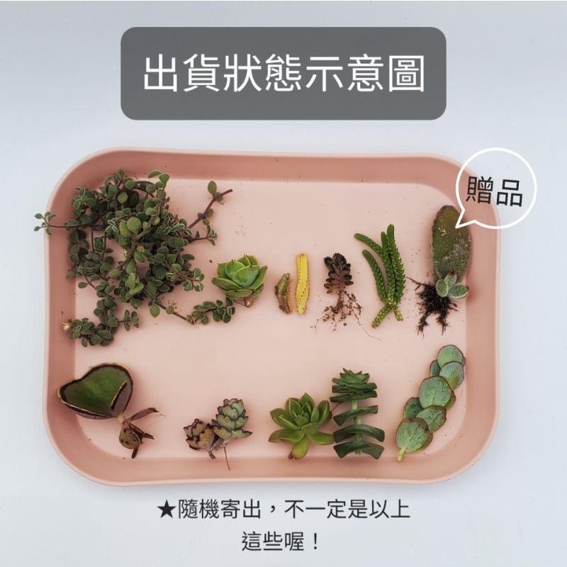 ❖植物❖ 多肉植物 綜合包 療癒 枝條 仙人掌 多肉 景天 兔耳 馬齒莧 菊科 新手 組盆-細節圖9