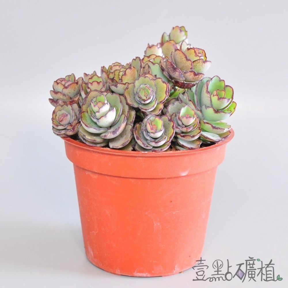 ❖植物❖ 翩蝶之舞 3吋盆 三吋盆 多肉植物 壹點礦植 療癒植物 適合新手-細節圖2