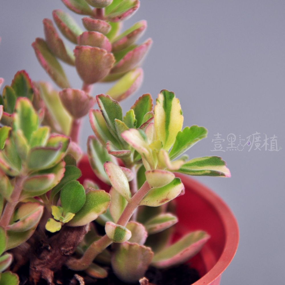 ❖植物❖ 龍蝦花錦 三吋盆 3吋盆 多肉植物 壹點礦植 療癒植物 爆盆-細節圖2