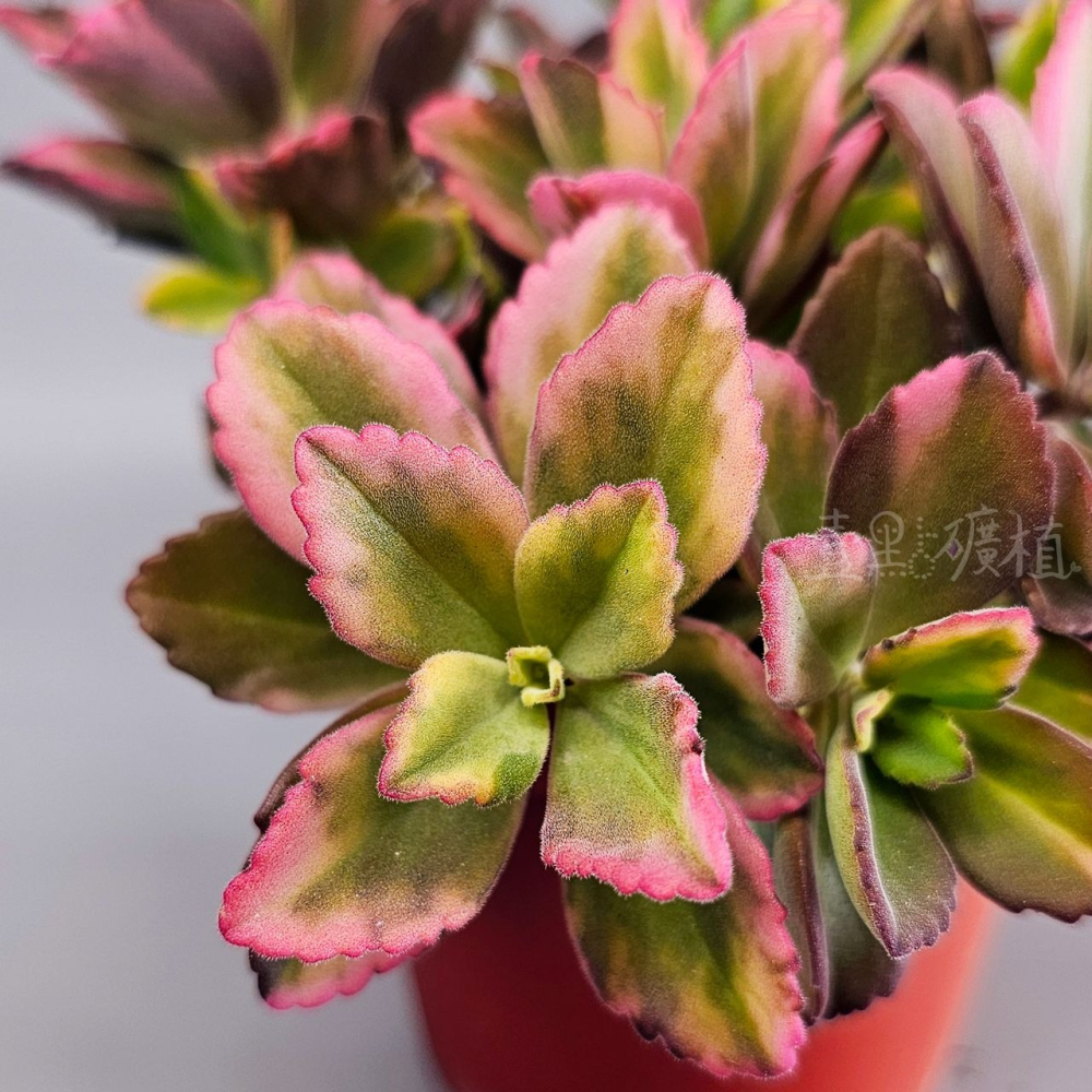 ❖植物❖ 龍蝦花錦 三吋盆 3吋盆 多肉植物 壹點礦植 療癒植物 爆盆-細節圖4