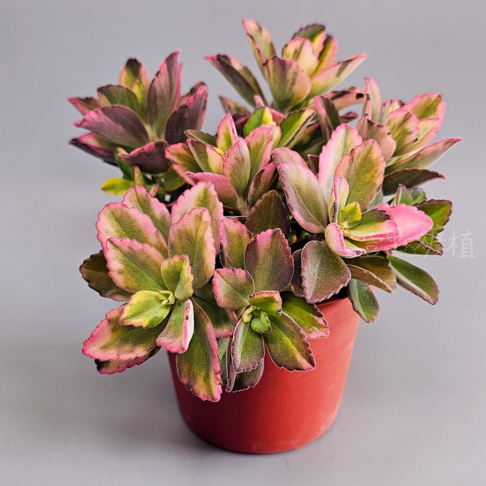 ❖植物❖ 龍蝦花錦 三吋盆 3吋盆 多肉植物 壹點礦植 療癒植物 爆盆-細節圖5