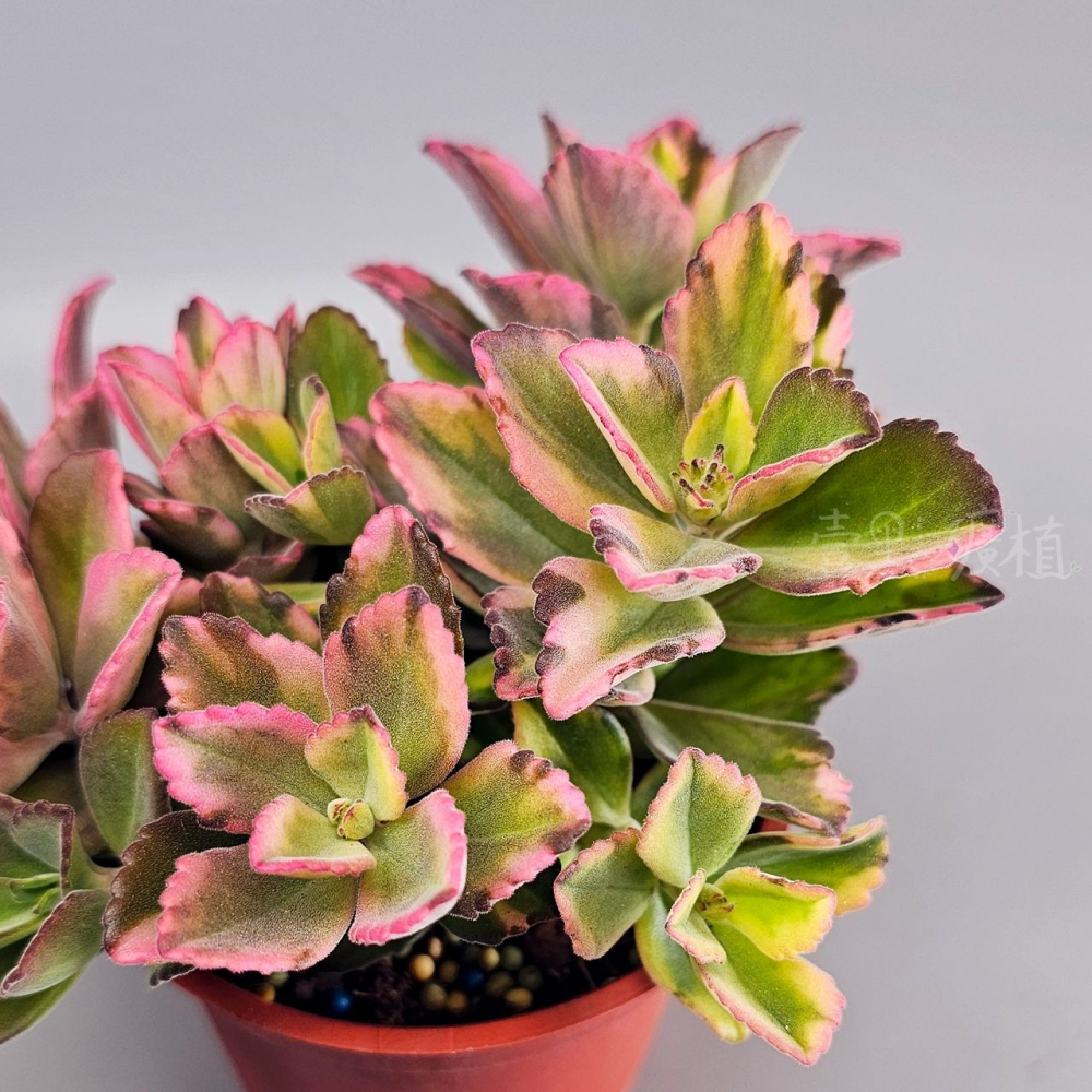 ❖植物❖ 龍蝦花錦 三吋盆 3吋盆 多肉植物 壹點礦植 療癒植物 爆盆-細節圖6