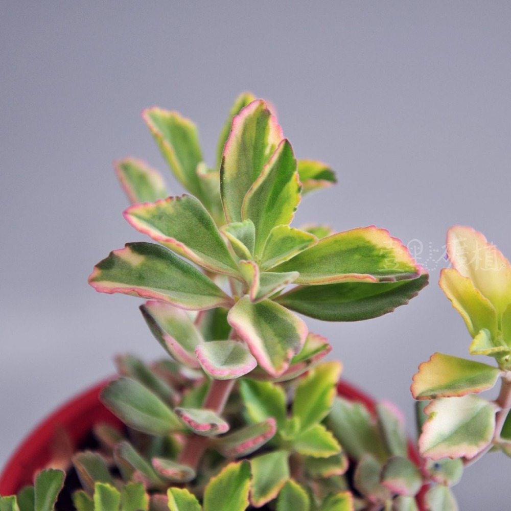 ❖植物❖ 龍蝦花錦 三吋盆 3吋盆 多肉植物 壹點礦植 療癒植物 爆盆-細節圖3