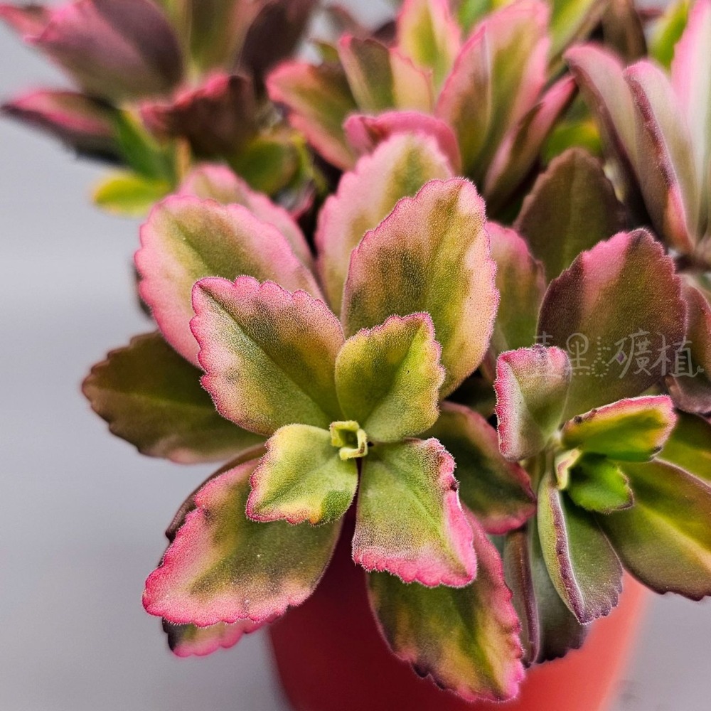 ❖植物❖ 龍蝦花錦 三吋盆 3吋盆 多肉植物 壹點礦植 療癒植物 爆盆-細節圖4