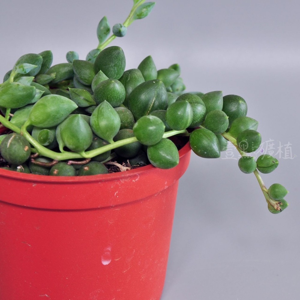 ❖植物❖ 綠之鈴 3吋盆 三吋盆 多肉植物 壹點礦植 療癒植物 垂墜植物 吊盆-細節圖2