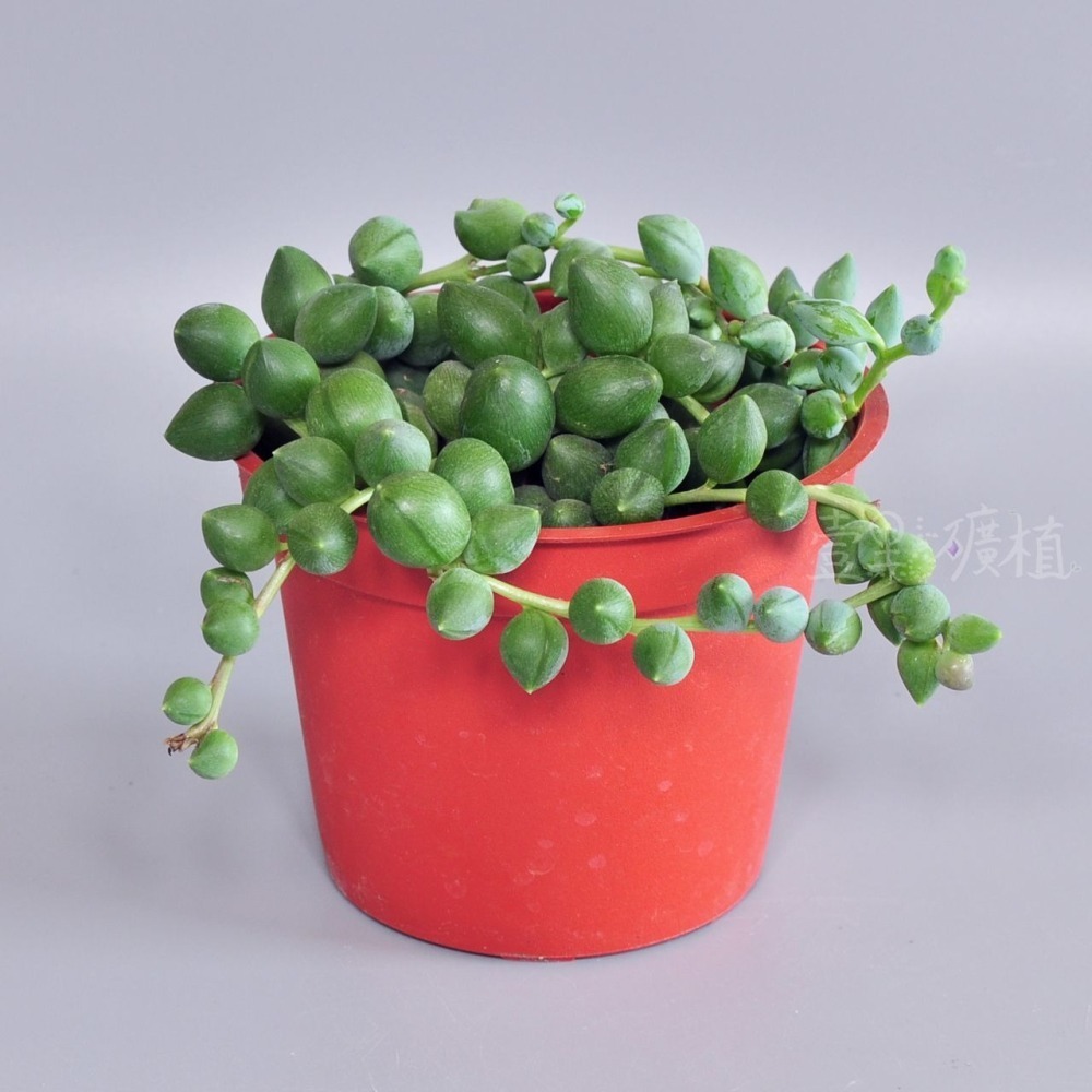 ❖植物❖ 綠之鈴 3吋盆 三吋盆 多肉植物 壹點礦植 療癒植物 垂墜植物 吊盆-細節圖3