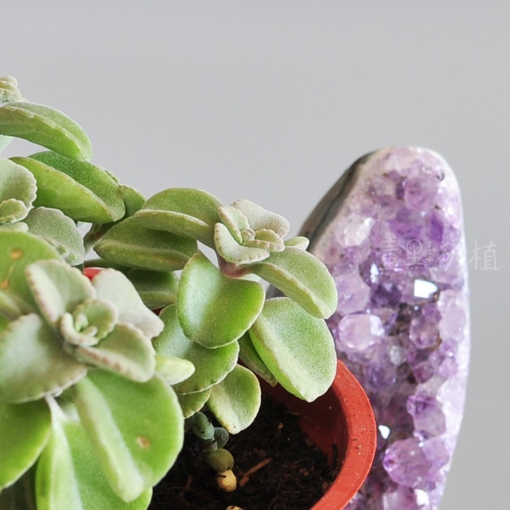 ❖植物❖ 丸葉左手香 左手香 三寸盆 到手香 碰碰香 3寸盆 香草植物 療癒植物-細節圖2