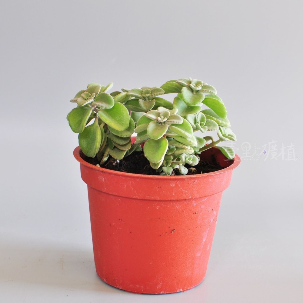 ❖植物❖ 丸葉左手香 左手香 三寸盆 到手香 碰碰香 3寸盆 香草植物 療癒植物-細節圖3