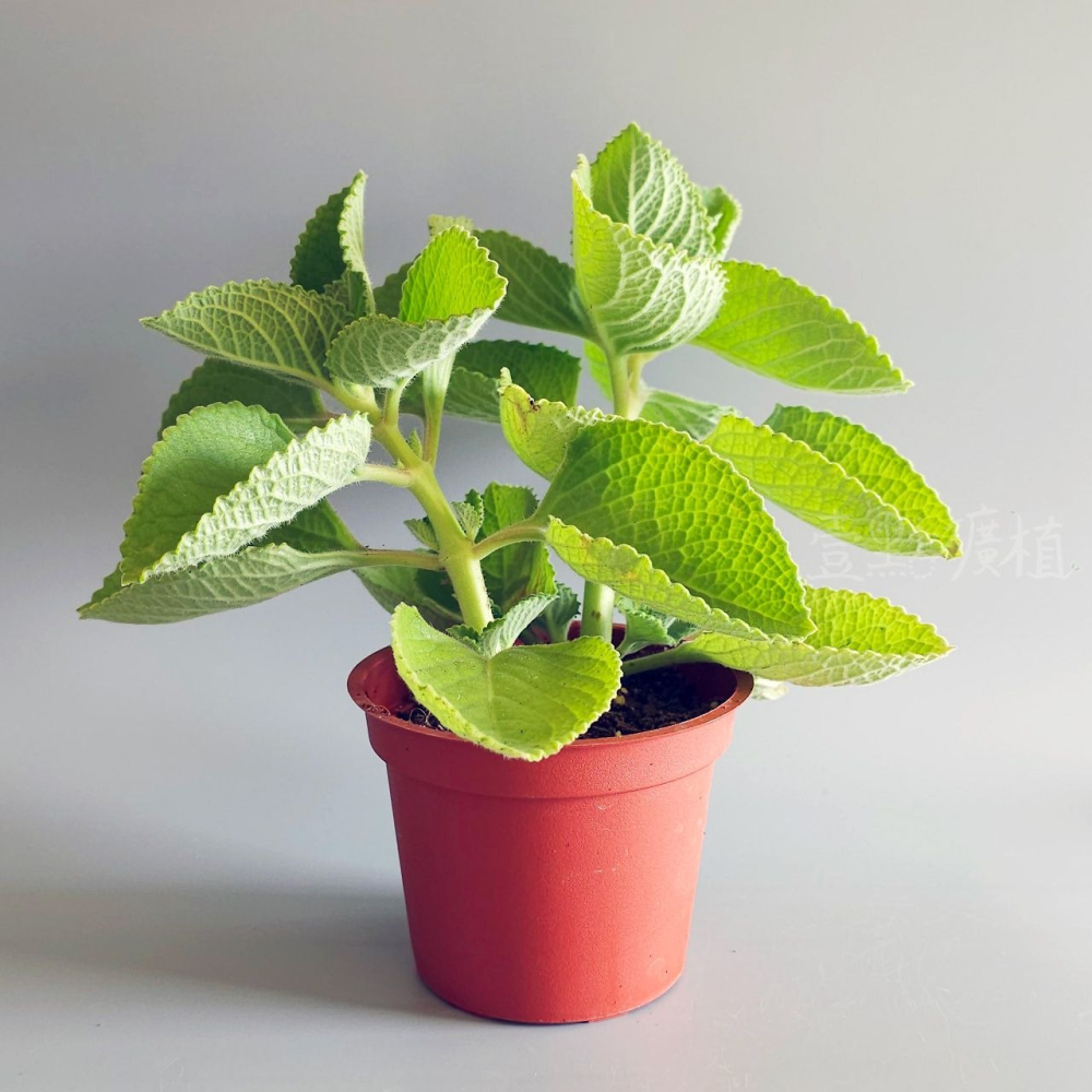 ❖植物❖ 大葉左手香 三寸盆 到手香 碰碰香 3寸盆 香草植物 療癒植物-細節圖2