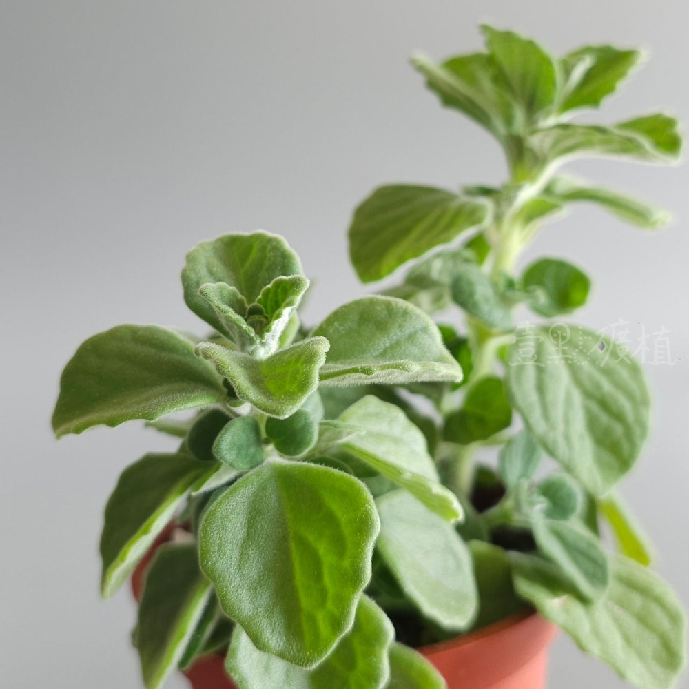 ❖植物❖ 希莉德蕾絲絲 左手香 三寸盆 到手香 碰碰香 3寸盆 香草植物 療癒植物-細節圖2