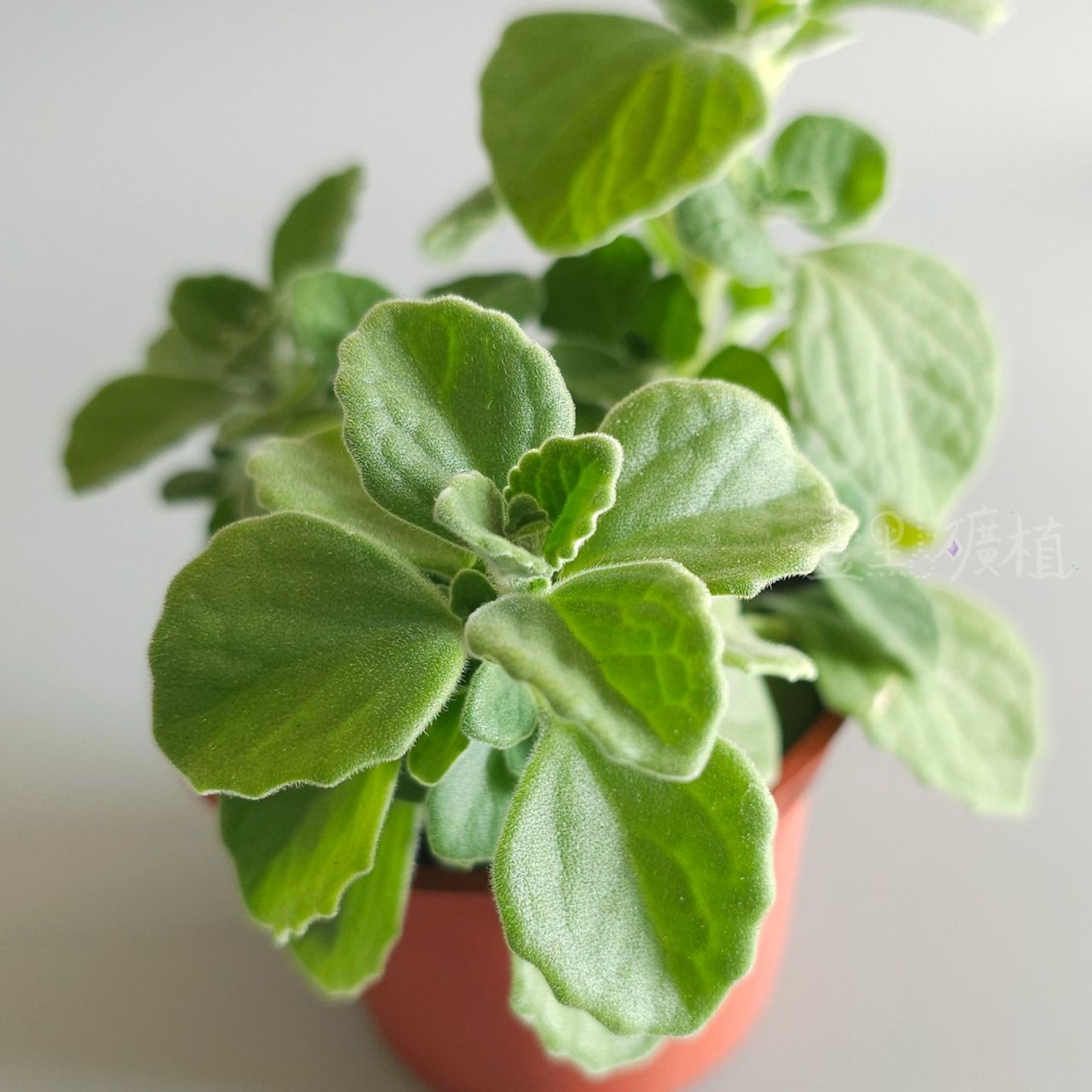 ❖植物❖ 希莉德蕾絲絲 左手香 三寸盆 到手香 碰碰香 3寸盆 香草植物 療癒植物-細節圖3