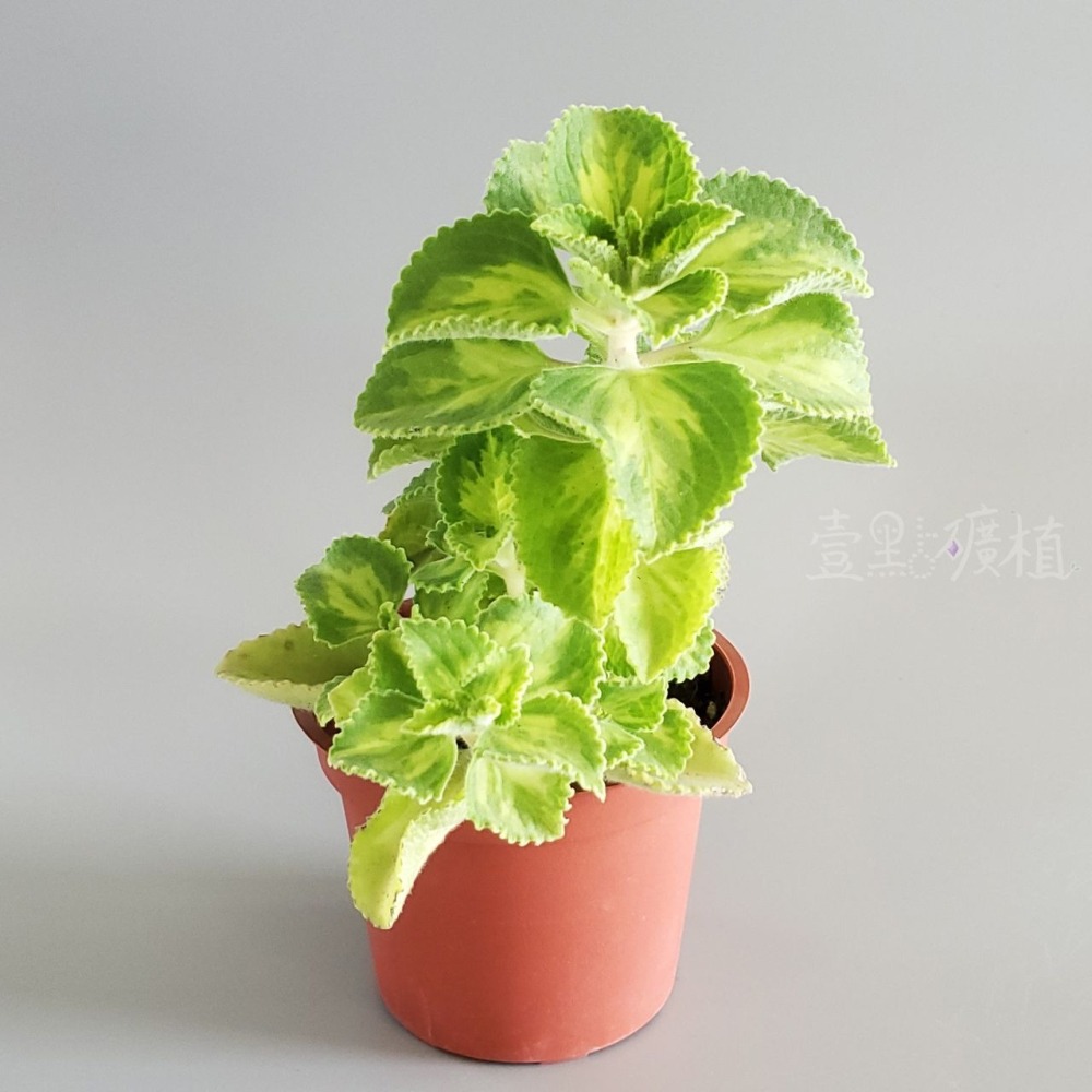 ❖植物❖ 斑葉左手香 三寸盆 到手香 碰碰香 3寸盆 香草植物 療癒植物 觀葉-細節圖2