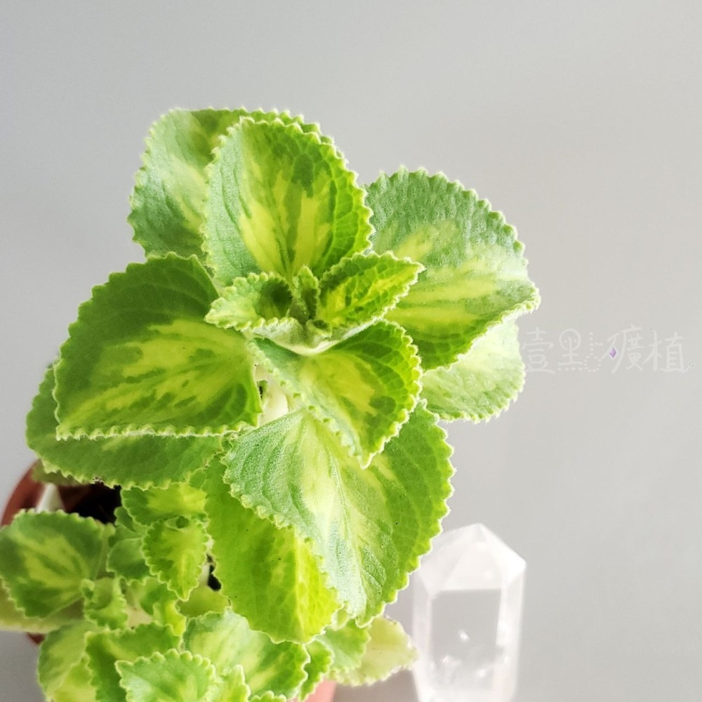 ❖植物❖ 斑葉左手香 三寸盆 到手香 碰碰香 3寸盆 香草植物 療癒植物 觀葉-細節圖3