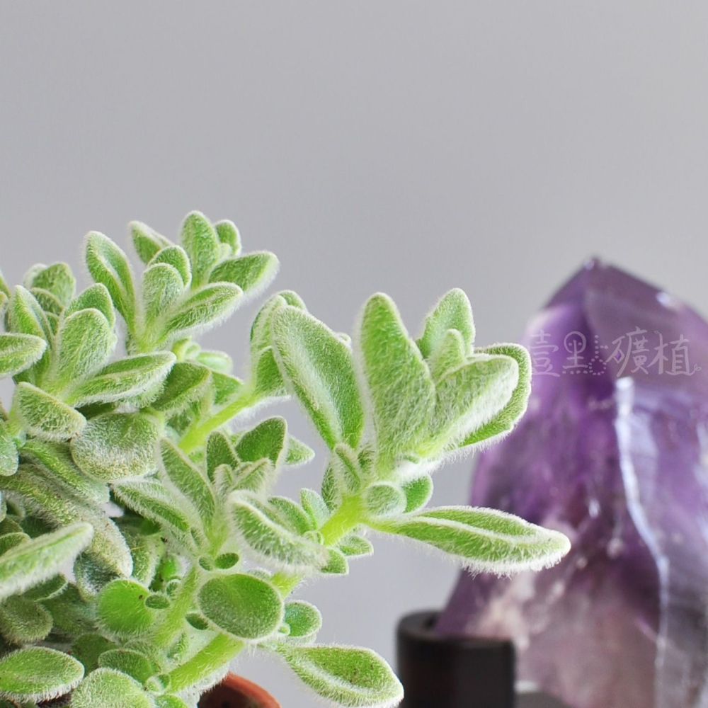 ❖植物❖ 絨毛左手香 三寸盆 到手香 碰碰香 3寸盆 香草植物 療癒植物-細節圖2