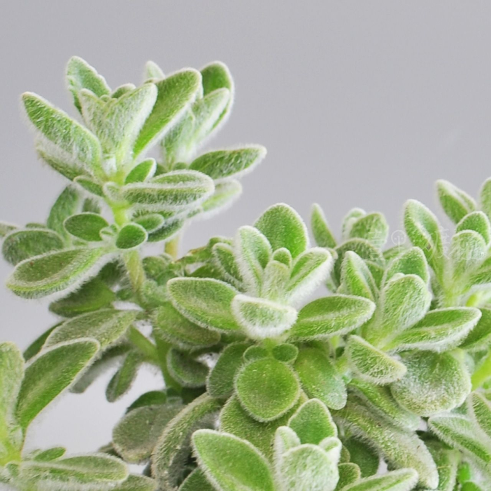 ❖植物❖ 絨毛左手香 三寸盆 到手香 碰碰香 3寸盆 香草植物 療癒植物-細節圖3