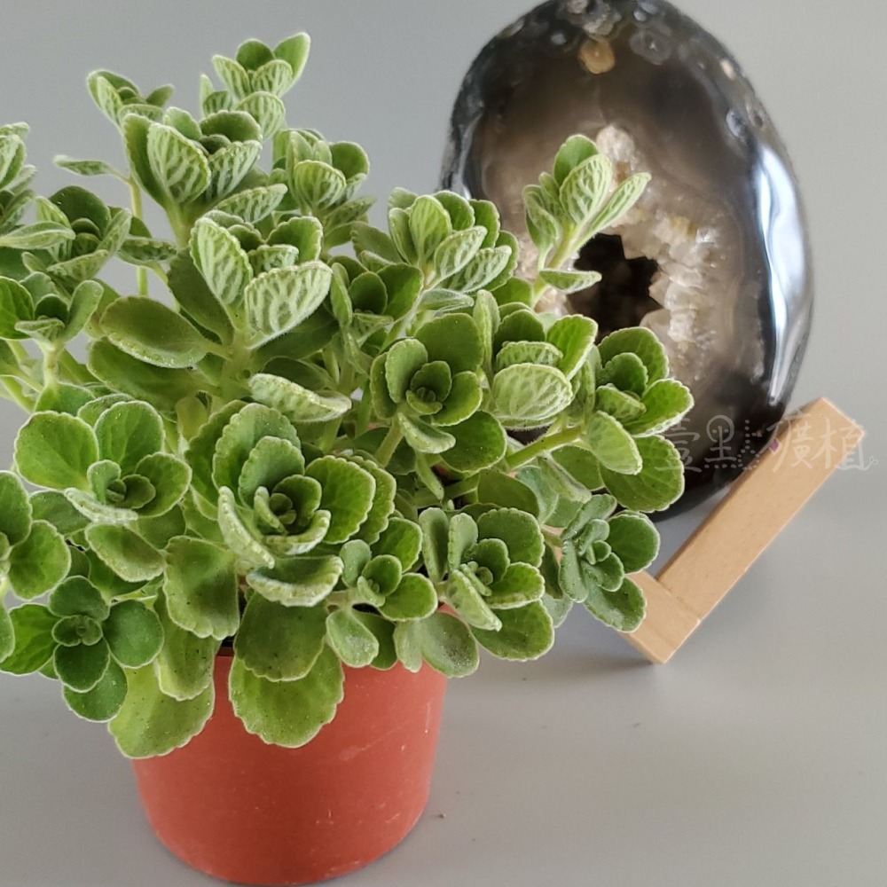 ❖植物❖ 圓葉左手香 三寸盆 到手香 碰碰香 3寸盆 香草植物 療癒植物-細節圖2