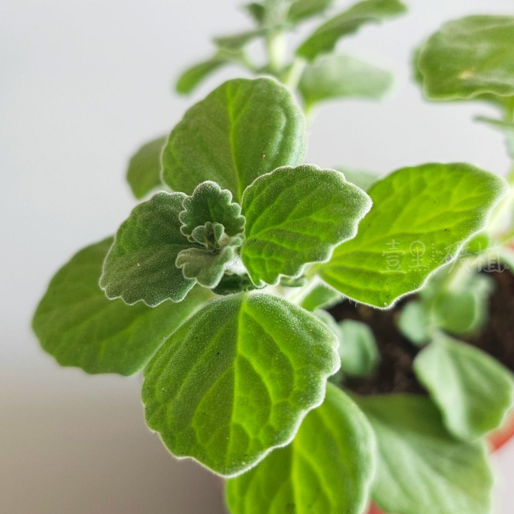 ❖植物❖ 維奇左手香 三寸盆 到手香 碰碰香 3寸盆 香草植物 療癒植物-細節圖2
